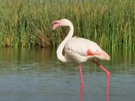 Hotel Owner in Bomet Arrested for Secretly Serving Flamingo Meat to Clients